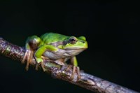Framed Tree Frog in Lake Neusiedl