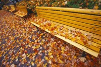 Framed Quebec City Park Bench in Fall