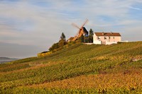 Framed Windmill and Vineyards