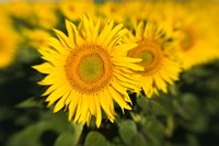 Framed Sunflower Field in France, Provence