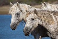Framed Camargue Horses Run through Water