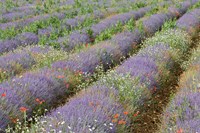 Framed Rows of Lavender in France