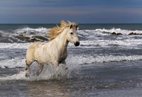 Framed Camargue Horse in the Surf