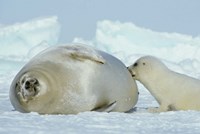 Framed Harp Seal on Magdalen Island