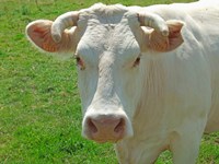 Framed Charolais Cow