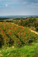 Framed Chateau Romanin Vineyard, St Remy de Provence France