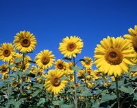 Framed Sunflowers, France