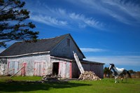 Framed Weathered barn and horse, Guysborough County, Nova Scotia, Canada