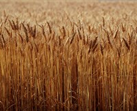 Framed Field of Wheat, France