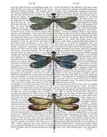 Framed Dragonflies Print 1