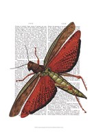 Framed Vintage Grasshopper