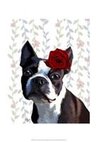 Framed Boston Terrier with Rose on Head