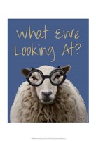 Framed What Ewe Looking At Sheep Print