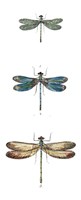 Framed Dragonfly Study I
