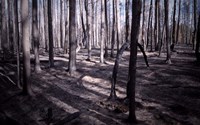 Framed San Bernardino Burned Forest