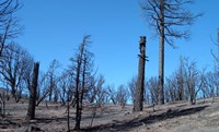 Framed Burned Trees In California