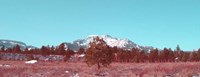 Framed Mammoth Mountain