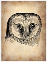 Framed Vintage Owl