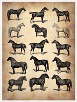 Framed Vintage Horses Collection