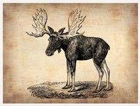 Framed Vintage Moose