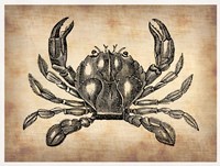 Framed Vintage Crab