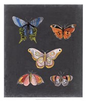 Framed Butterflies on Slate II