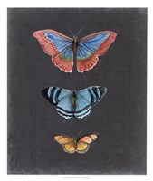 Framed Butterflies on Slate III
