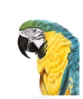 Framed Watercolor Parrot