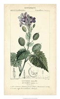 Framed Botanique Study in Lavender III