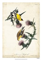 Framed American Goldfinch