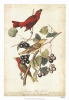 Framed Summer Red Bird