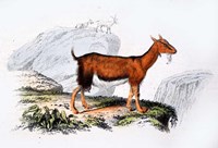 Framed Female Goat