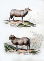 Framed Sheep and Ram