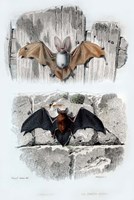 Framed Bats