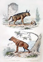 Framed Pair of Hyenas
