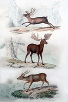 Framed Stag, Elk and Deer