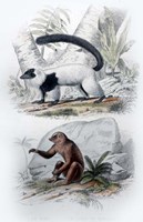 Framed Pair of Mammals