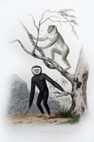 Framed Pair of Monkeys III