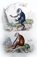 Framed Pair of Monkeys IV