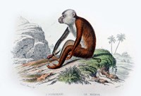 Framed Monkey IV