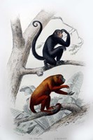 Framed Pair of Monkeys VIII