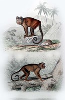Framed Pair of Monkeys IX