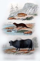 Framed Three Mammals III
