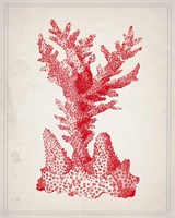 Framed 'Red Coral 1' border=