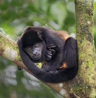Framed Black Howler Monkey, Sarapiqui, Costa Rica