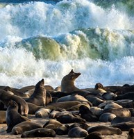 Framed Cape Fur Seals, Cape Cross, Namibia