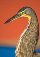 Framed Bare-Throated Tiger Heron, Tortuguero, Costa Rica