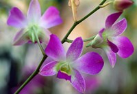 Framed Cattleya Orchid Flower Blossoms