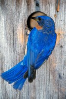 Framed Male Eastern Bluebird
