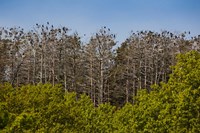 Framed Flock of Cormorant Birds, Lithuania